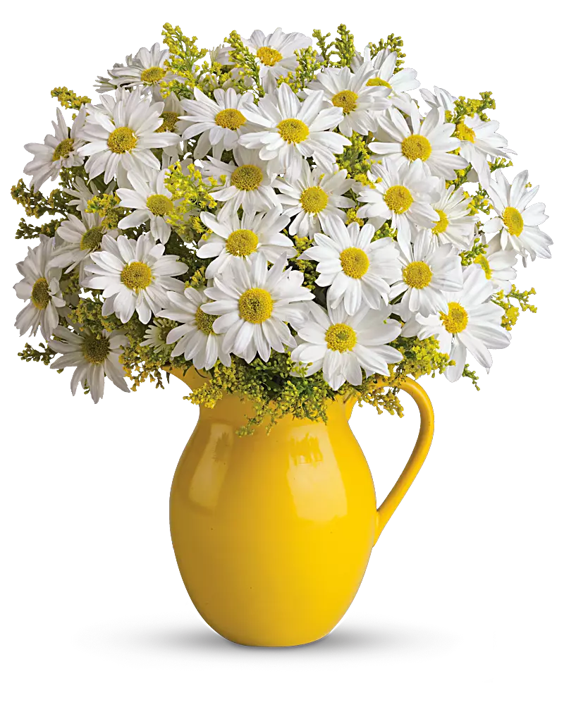 Nouri's Sunny Day Pitcher Of Daisies